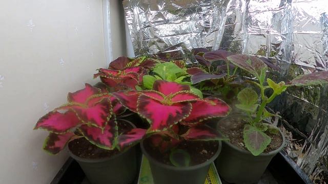 timelapse of coleus part 2. ~25 days смотреть онлайн