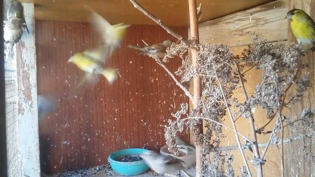 Мои птицы. Вольер. Чижи, урагус, вьюрок, репл, зяблик. смотреть онлайн