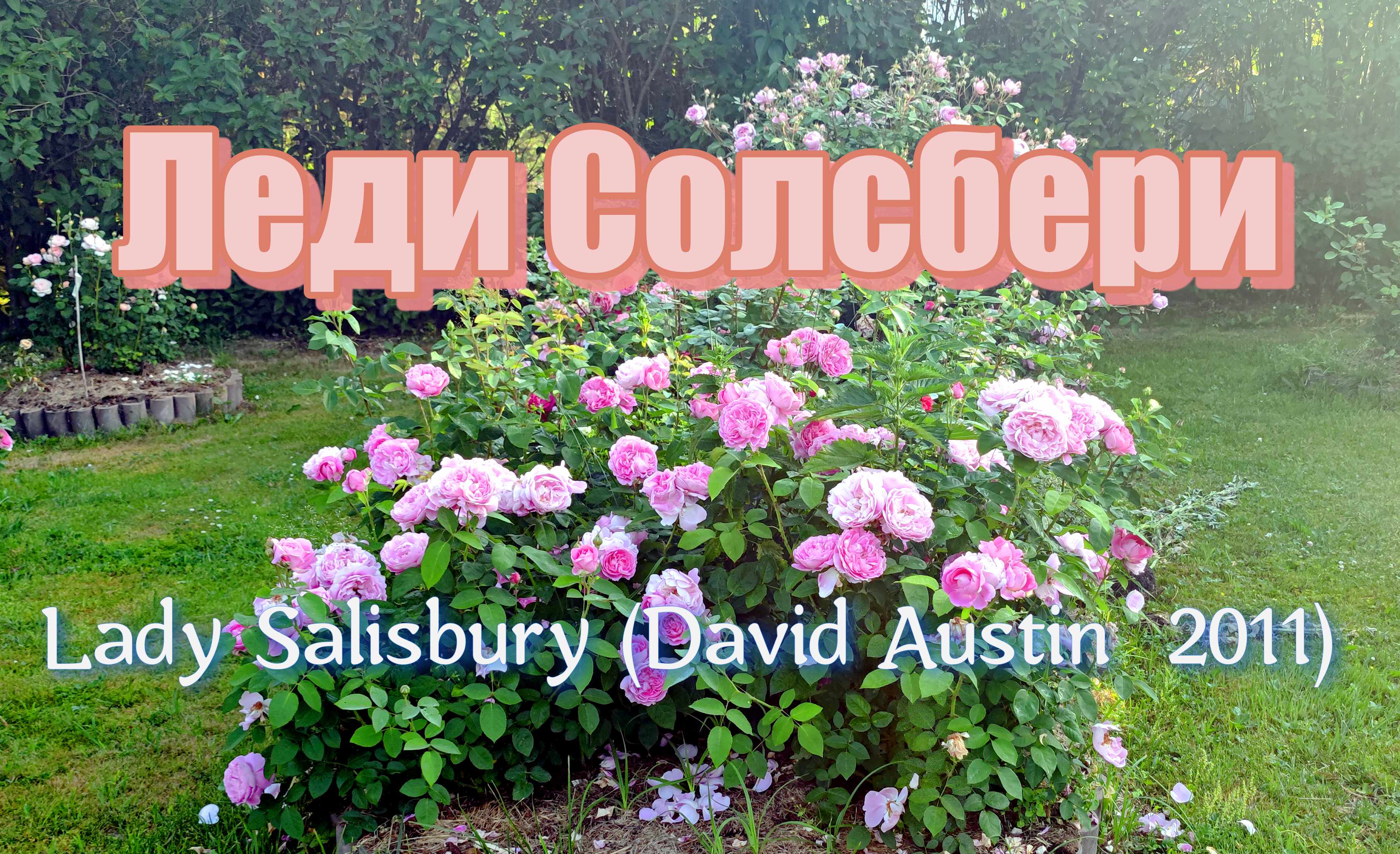 Роза Леди Солсбери  (Английская) - Lady Salisbury (David Austin  2011)