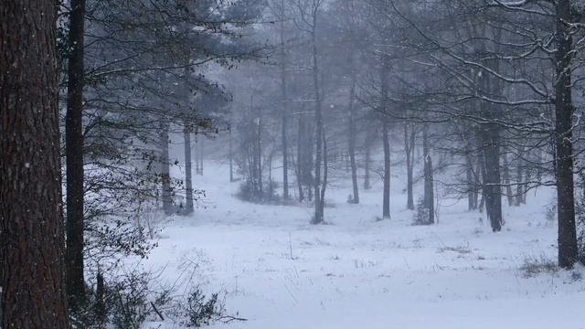 Звуки метели и вьюги в лесу. Зимняя атмосфера в лесу. смотреть онлайн