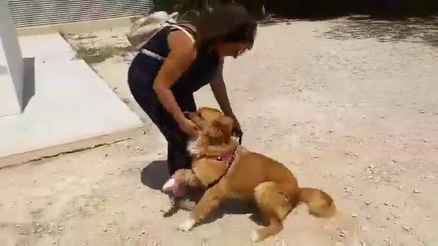 OTTO - Croisé Berger de 3 ans à l'adoption смотреть онлайн