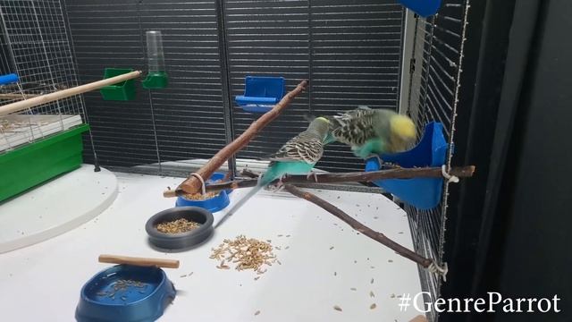 Крик попугая 3 the parrot scream 3 смотреть онлайн