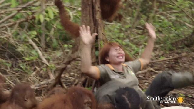How Young Orangutans Are Taught To Fear Snakes ? Orangutan Jungle School | Smithsonian Channel