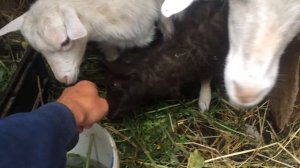 Козы в городе