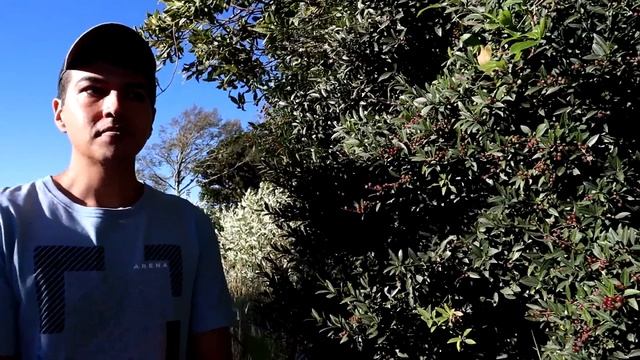 Rare Costa Rican BLUEBERRIES (Vaccinium consanguineum) - Weird Fruit Explorer смотреть онлайн