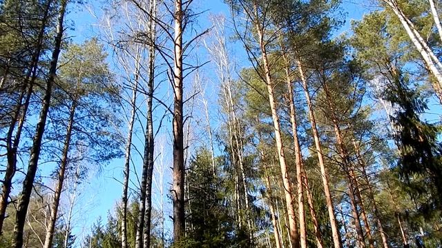 Пение птиц в утреннем лесу смотреть онлайн