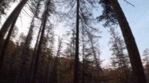 Охота на изюбря на реву  в Якутии 2020