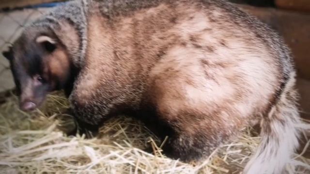 6 октября - Международный день барсука. смотреть онлайн