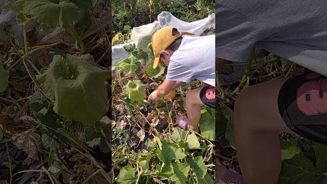 Сбор урожая 31 августа 2022г смотреть онлайн