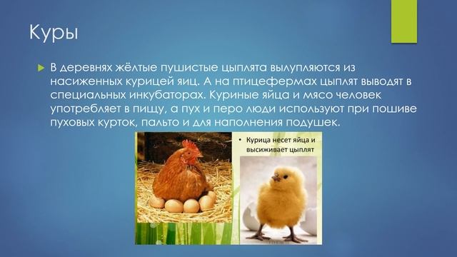 Домашние птицы: куры, утки, индюки природоведение 6 кл смотреть онлайн