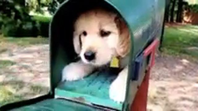 Щенок в будке смотреть онлайн