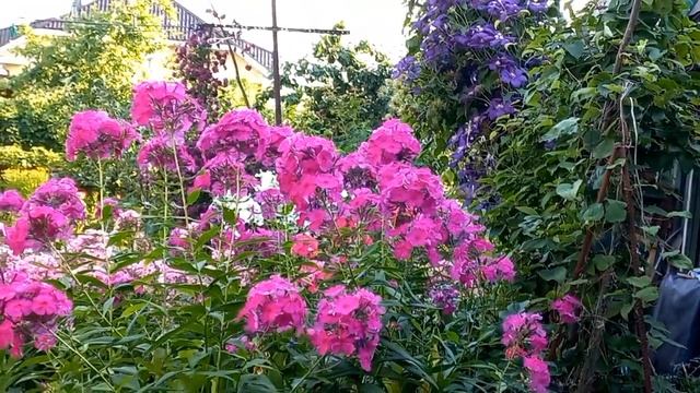 Про сидераты. Огород без полива. Про свеклу и картошку