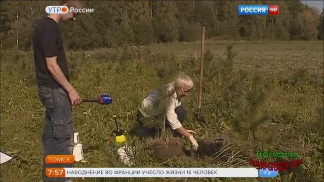 Необычное удобрение для саженцев деревьев смотреть онлайн