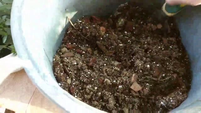 Калибрахоа,посадка и уход смотреть онлайн