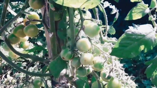 Не пасынкованые томаты! Ответы на вопросы подписчиков