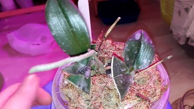 Чудо бывает, Фаленопсис ,,Тайсуко Кобольт,, жив. смотреть онлайн