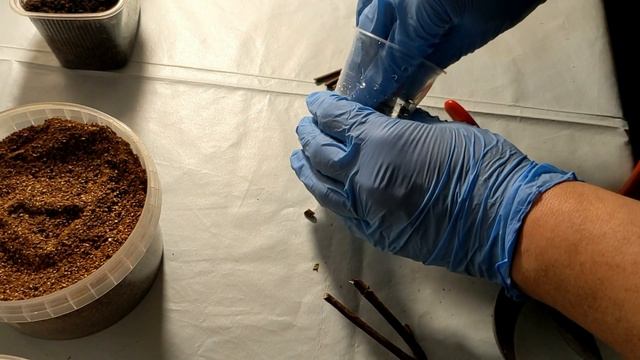 Нужные ‼️‼️ПОКУПКИ для сада/Черенкование метельчатых гортензий в декабре смотреть онлайн