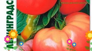 Томат Ленинградский Гигант. Краткий обзор, описание solanum lycopersicum Leningradskij Gigant