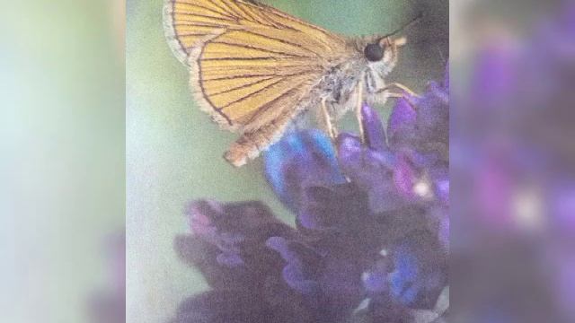 Познавательное видео:"Бабочки летающие цветы природы" смотреть онлайн