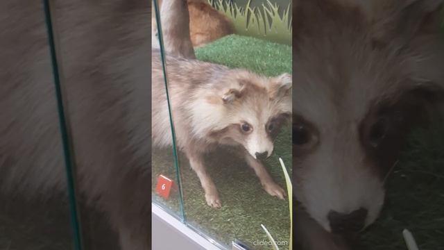 чучела животных 6.mp4