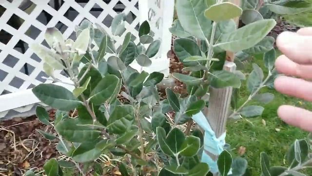 Посадил фейхоа смотреть онлайн