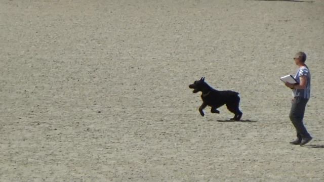 2023 IGP CACT Russia 52 Маргарита Шамина и Стар Дрим Айкидо (Ризеншнауцер) В74 смотреть онлайн