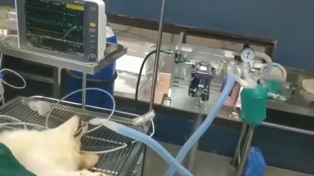 Intellvet veterinary anesthesia machine SV1300 &Monitor case смотреть онлайн