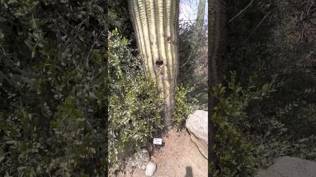 Кактус как ДОМ! смотреть онлайн