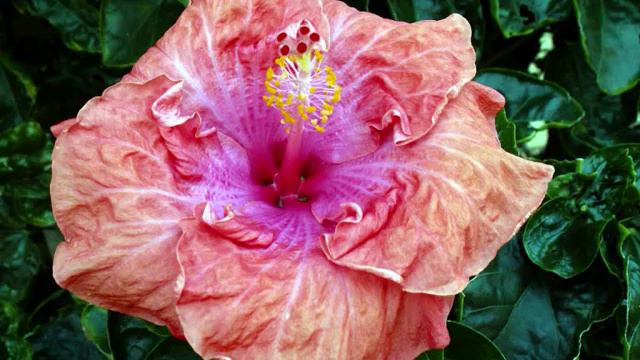 NEVILLE GISHFORD BEAUTIFUL FLOWERS Relaxation video, with calming, peaceful music. смотреть онлайн