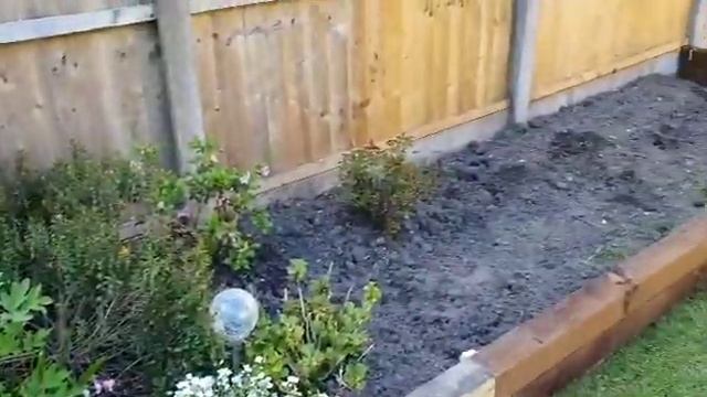 357. ПОМЫВКА ОКОН ИЛИ ДЕЛА ЖИТЕЙСКИЕ. РАБОТЫ В САДУ И АНГЛИЙСКИЕ РОЗЫ. смотреть онлайн