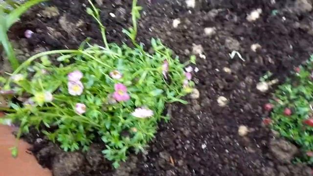 Спараксис посадка  в открытом грунте