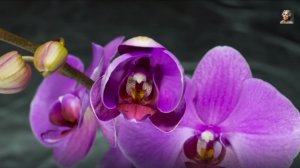 Цветы распускаются под Вальс дождя