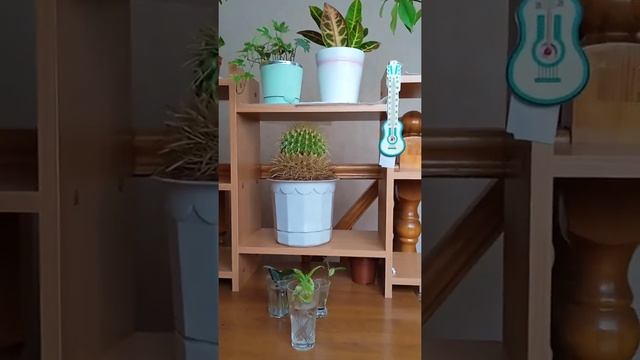 освещение для растений смотреть онлайн