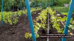 ? 4% железный купорос ! Срочно обработать виноград перед укрытием? Насколько важна эта обработка?