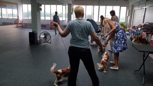 09.06.19. 5я Национальная монопородная выставка ККЧС. Суки, открытый класс