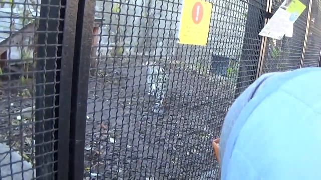 Леопард Московского зоопарка смотреть онлайн