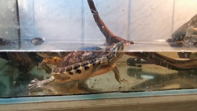 Самые многострадальные питомцы.