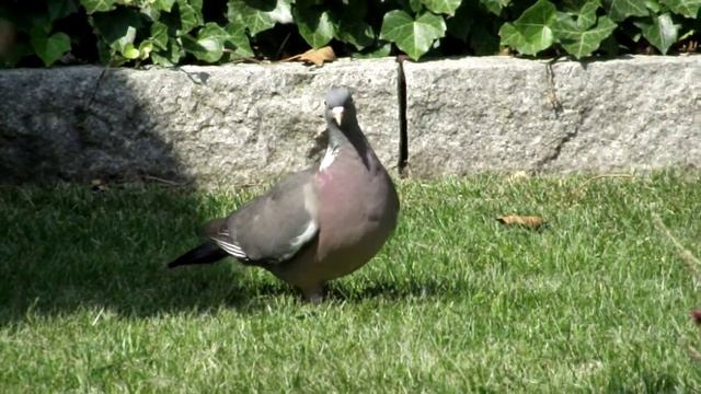 A dove in the garden-Video Test Fujifilm Finepix s2500HD смотреть онлайн