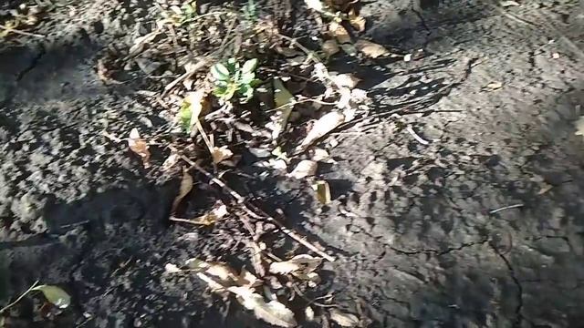 Кормушка для осы!