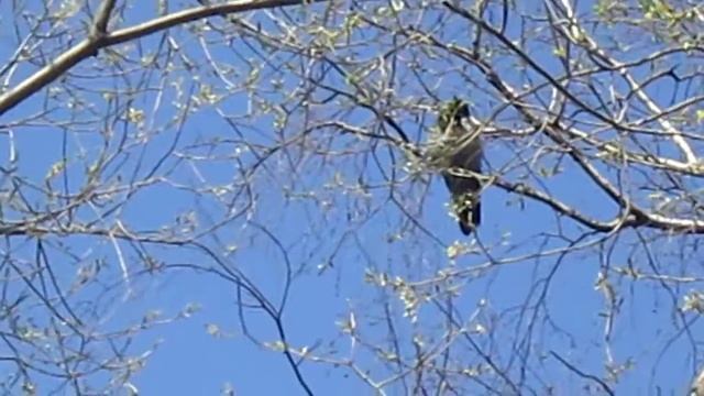 Ворон каркает смотреть онлайн