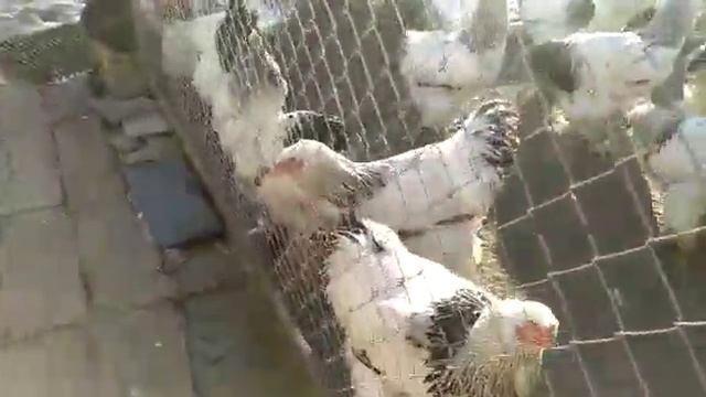 Брама светлая (Light Brahma)