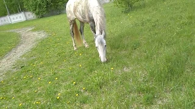 Кобыла орловской рысистой породы смотреть онлайн