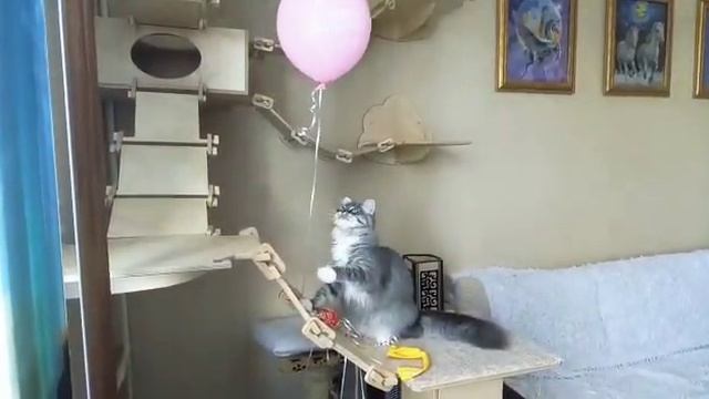 Сибирский котёнок смотреть онлайн