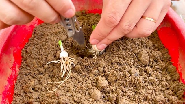 Charming Beauty Of Fairy Hair Flower. How To Propagate And Care For Beautiful Flowers