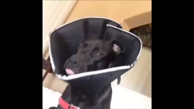 Мега смешные приколы над животными. смотреть онлайн