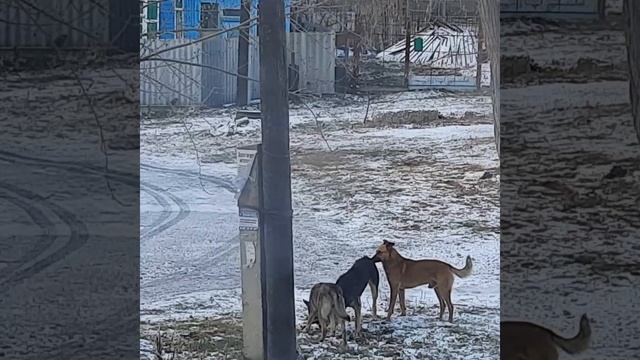 Собаки заниматься кексом. Саратов . Заводской район. смотреть онлайн