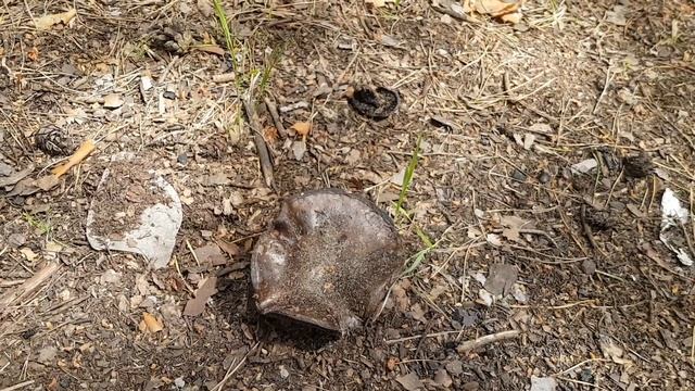 Собираем Весенние Грибы смотреть онлайн