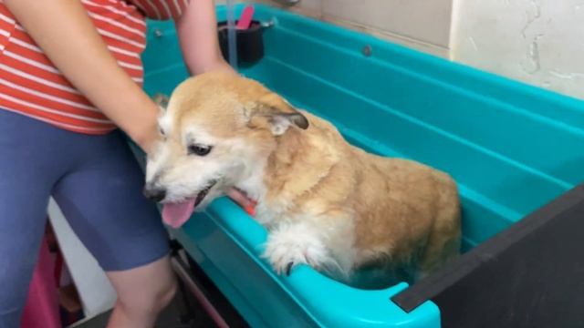 Handstripping the whole process - A sad story about dogs who have everything and have nothing смотреть онлайн