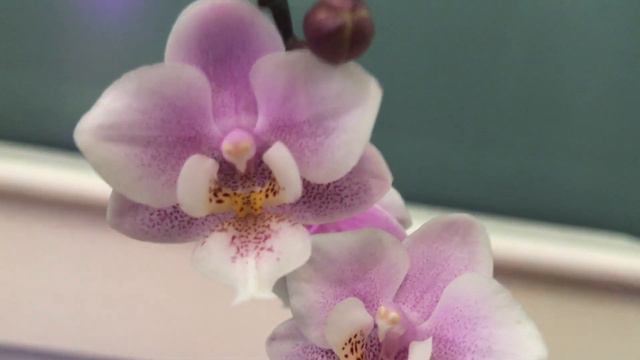 Phal Jiaho's Pink Girl смотреть онлайн