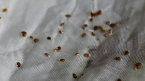 Применение хлореллы в саду и огороде